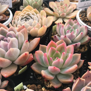 image2 - コピー.jpg